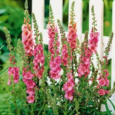 Коровяк ПИНК ДОМИНО гибридный (вербаскум) в Светлогорске