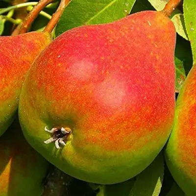 Груша ГЕРА в Светлогорске