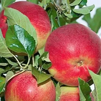 Яблоня СЕНАТОР колонновидная в Светлогорске