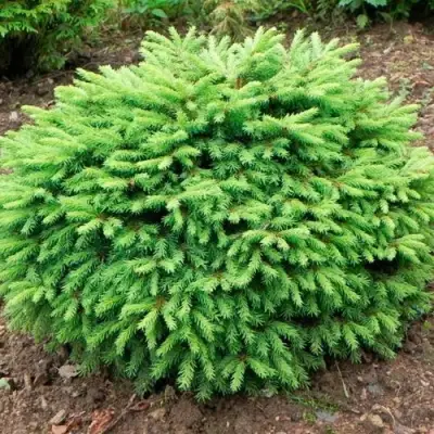 Ель НИДИФОРМИС обыкновенная в Светлогорске