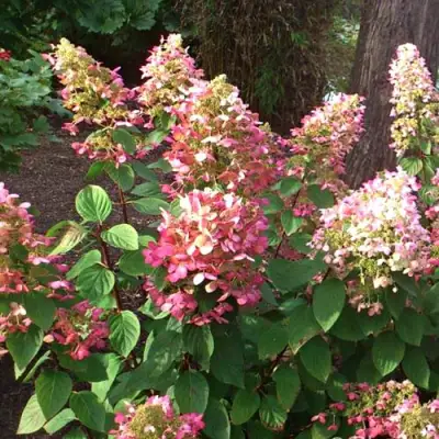 гортензия руби