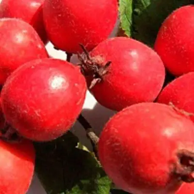 Боярышник КРУПНОПЛОДНЫЙ в Светлогорске