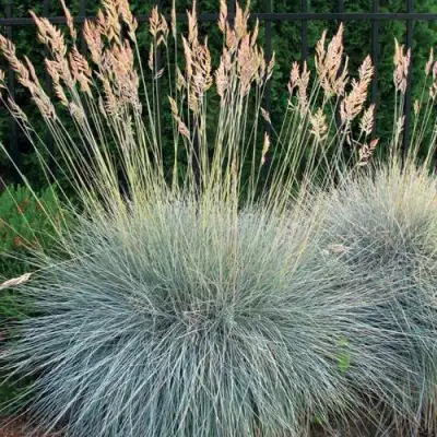 Овсянница ЭЛАЙДЖА БЛЮ в Светлогорске