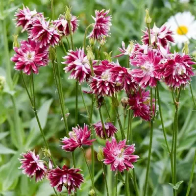 Аквилегия БАРЛОУ НОРА гибрид МакКаны в Светлогорске