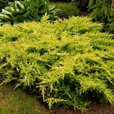 Можжевельник МОРДИГАН ГОЛД средний в Светлогорске
