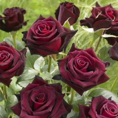 Роза БЛЭК БАККАРА чайно-гибридная в Светлогорске