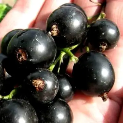 Смородина чёрная ЧЕРЕШНЁВАЯ в Светлогорске