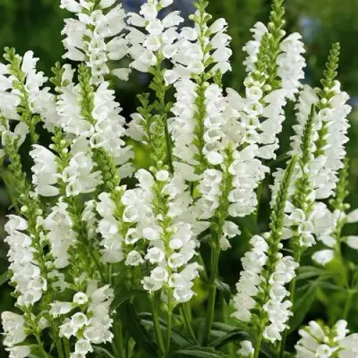 Физостегия АЛЬБА виргинская в Светлогорске