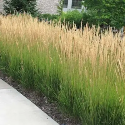 Вейник КАРЛ ФОРСТЕР остроцветковый в Светлогорске