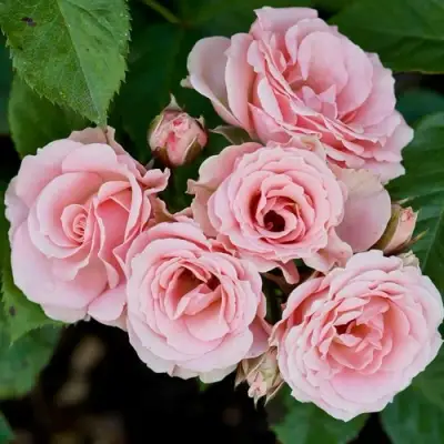 Роза КЛАССИК ЛИДИЯ спрей в Светлогорске