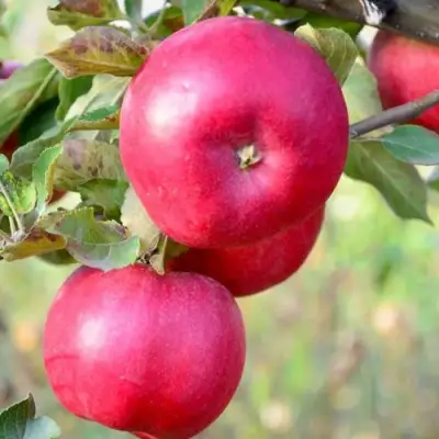 Яблоня АЙДАРЕД в Светлогорске