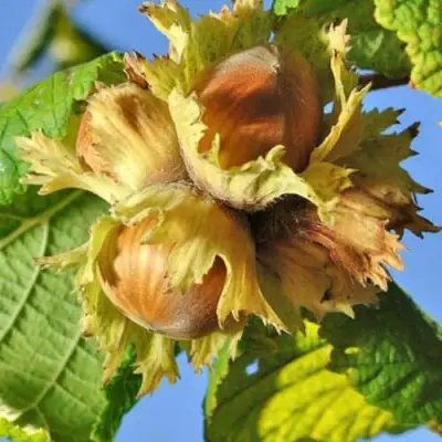 Фундук ТОНДА РОМАНА в Светлогорске