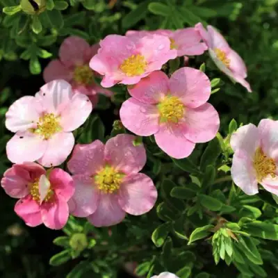 Лапчатка ЛАВЛИ ПИНК кустарниковая в Светлогорске