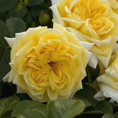 Роза НАДЯ МЕЙДИЛАНД почвопокровная в Светлогорске