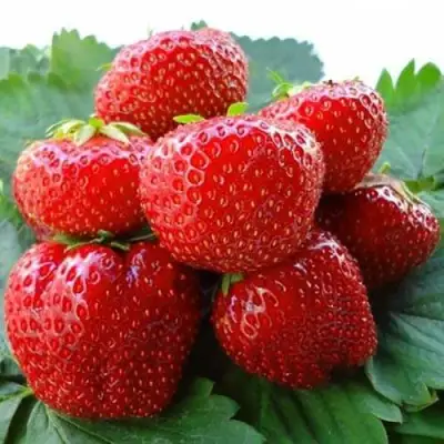 Клубника ВИМА ЗАНТА в Светлогорске