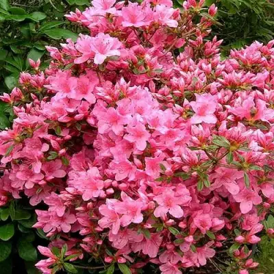 Азалия РОКОКО японская в Светлогорске