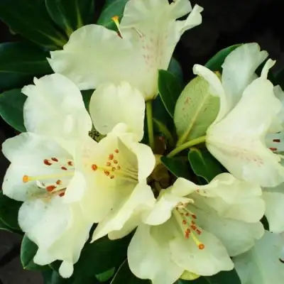 Рододендрон ГОЛДКРОН в Светлогорске