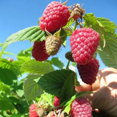 Малина ЕВРАЗИЯ в Светлогорске