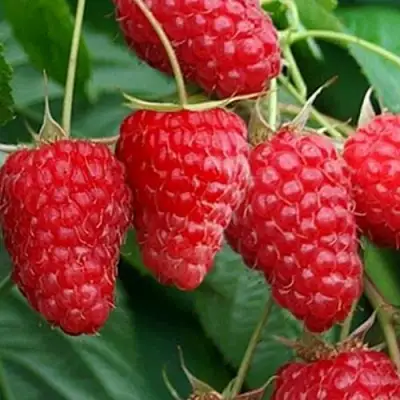 Малина КАСКАД ДЕЛАЙТ в Светлогорске