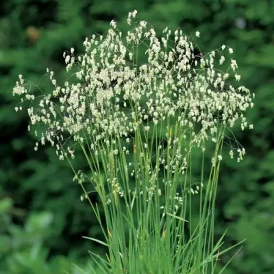 Трясунка средняя в Светлогорске