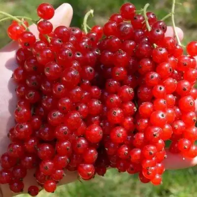 Смородина красная РЕД ПУЛ в Светлогорске