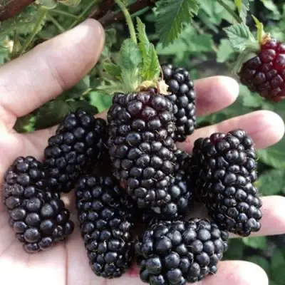 Ежевика ЛОХ НЕСС бесшипная  в Светлогорске