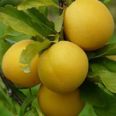 Слива СОЛНЫШКО в Светлогорске