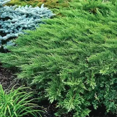 Можжевельник РОКЕРИ ДЖЕМ казацкий  в Светлогорске