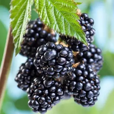 Ежевика БЛЭК САТИН бесшипная  в Светлогорске