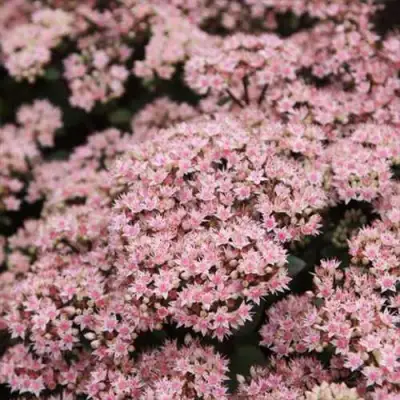 Очиток (седум) МАТРОНА в Светлогорске