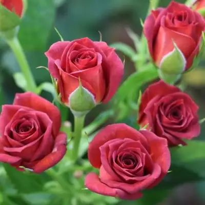 Роза ЧОКОЧИНО спрей в Светлогорске