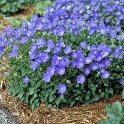 Колокольчик САНТА карпатский в Светлогорске