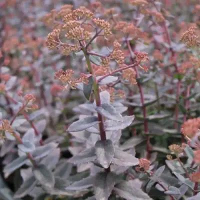 Очиток (седум) РЭЙН КСЕНОКС видный в Светлогорске