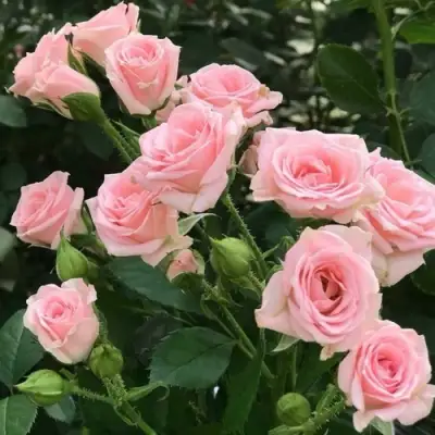 Роза КЛАССИК ЛИДИЯ спрей в Светлогорске