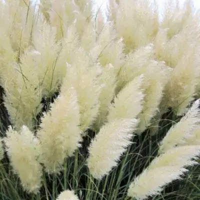 Кортадерия белая (пампасная трава) в Светлогорске