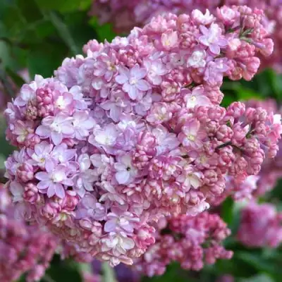 Сирень ПАМЯТЬ О ВЕХОВЕ в Светлогорске