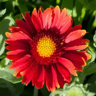 Гайлардия АРИЗОНА РЕД ШЕЙДС в Светлогорске