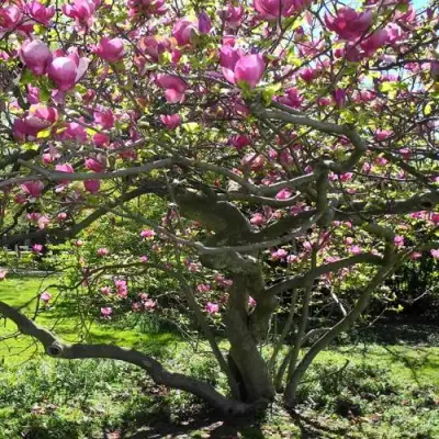 Магнолия СУЛАНЖА в Светлогорске
