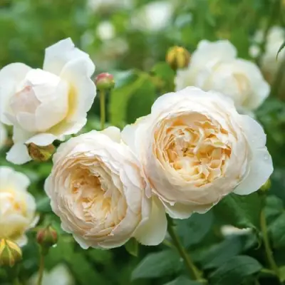 Роза КЛЭР ОСТИН английская в Светлогорске