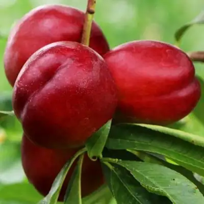 Нектарин КРЫМЧАНИН в Светлогорске