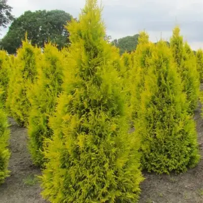 Туя САНКИСТ западная в Светлогорске
