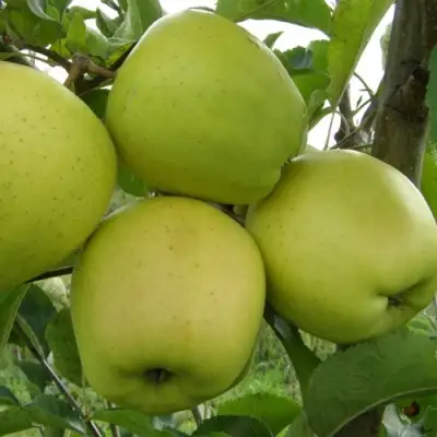 Яблоня КОШТЕЛЯ в Светлогорске