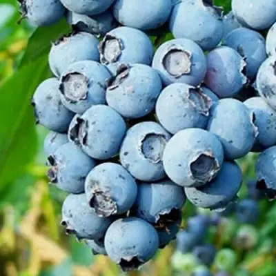 Голубика БРИГИТТА БЛЮ в Светлогорске