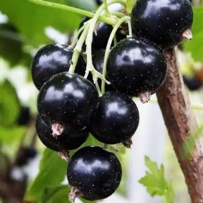 Смородина чёрная ДЕЛИКАТЕСНАЯ в Светлогорске