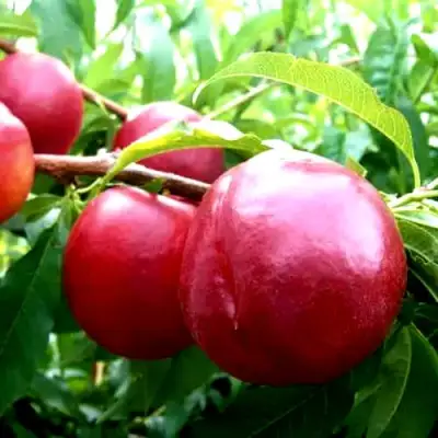 Нектарин ХАРКО в Светлогорске