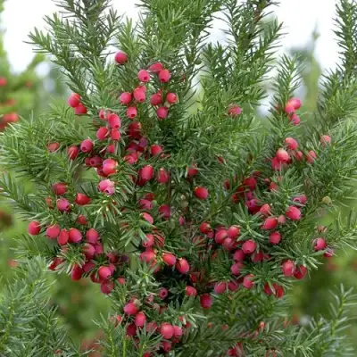 Тис ХИКСИ средний в Светлогорске