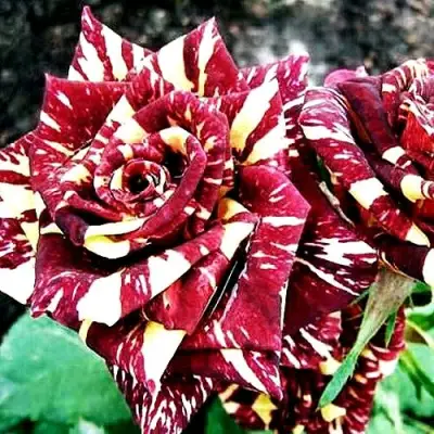 Роза ФОКУС ПОКУС флорибунда в Светлогорске