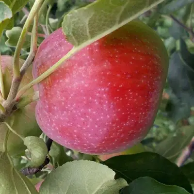 Яблоня АЛЬВА в Светлогорске