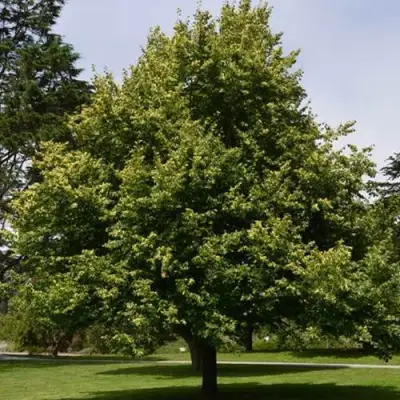 Липа сердцевидная в Светлогорске