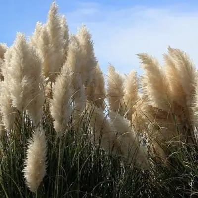 Кортадерия белая (пампасная трава) в Светлогорске